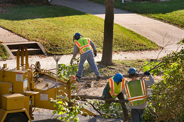 Best Storm Damage Tree Cleanup  in Selinsgrove, PA